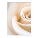 Rose Peony Flower Wall Art Painting Canvas Poster Modern Print Nordic Decor by Axyaa