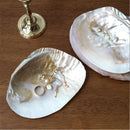 Axya Shell Jewelry Storage Tray, Photography Props & Home Decor Ornaments