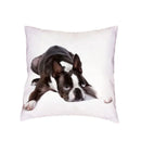 Siberian Husky Dogs Cushion Cover 45X45CM by Axyaa