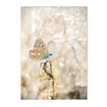 Axyaa Chrysanthemum Butterfly Canvas Print - Nordic Beach Wall Art Poster