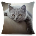 Axyaa Fold Ear Cat Pillow Covers - Set of 2 Cute Pet Pillowcases
