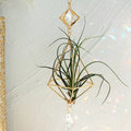 Axyaa Gold Suncatcher Air Plant Holder with Crystal Home Decor