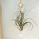 Axyaa Gold Suncatcher Air Plant Holder with Crystal Home Decor