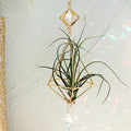 Axyaa Gold Suncatcher Air Plant Holder with Crystal Home Decor