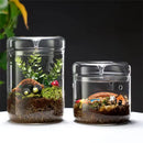 Axyaa Glass Bottle Dew Collection Micro Landscape Glass Vase Terrarium Home Decor