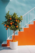Axyaa Lemon Orange Olive Tree Canvas Poster: Mediterranean Greek Landscape Wall Art for Modern Home
