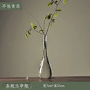 Axyaa Transparent Glass Zen Vase for Living Room Decor and Hydroponic Plants