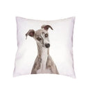 Siberian Husky Dogs Cushion Cover 45X45CM by Axyaa