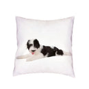 Siberian Husky Dogs Cushion Cover 45X45CM by Axyaa