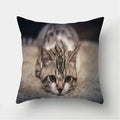 Cute Cat Print Cushion Cover for Sofa Decor by Axyaa