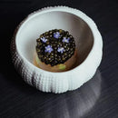 Axya White Ceramic Sea Urchin Dessert Bowl Set for Home Dining