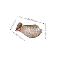 Axyaa Ceramic Conch Sushi Plate Set