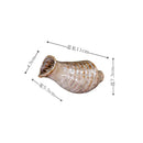 Axyaa Ceramic Conch Sushi Plate Set
