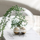 Axyaa Clear Glass Geometric Vase with Golden Ball - Home Decor Floral Arrangement Accessories