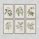 Retro Plant Canvas Print Set for Modern Home Decor by Axyaa
