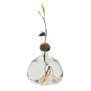 Axyaa Avocado Hydroponic Vase Seed Growing Container Pot