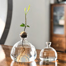 Axyaa Avocado Hydroponic Vase Seed Growing Container Pot