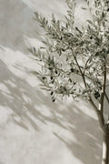 Axyaa Lemon Orange Olive Tree Canvas Poster: Mediterranean Greek Landscape Wall Art for Modern Home