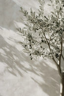 Axyaa Lemon Orange Olive Tree Canvas Poster: Mediterranean Greek Landscape Wall Art for Modern Home