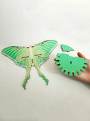 Axyaa Green Butterfly Crystal Wall Shelf - Elegant Home Decor & Storage Solution