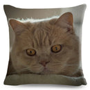 Axyaa Fold Ear Cat Pillow Covers - Set of 2 Cute Pet Pillowcases