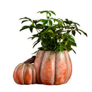 Axyaa Pumpkin Flower Vase for Garden and Courtyard Decoration - Ceramic Succulent Pot