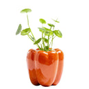 Axyaa Ceramic Persimmon Fruit Flower Pot for Home Decor