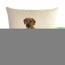 Axyaa Dog Cushion Covers Collection