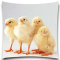 Axyaa Spider & Butterfly Print Decorative Pillow Case for Home Decor