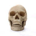 Axyaa Human Skull Statue Resin Figurine Home Decor Halloween Medical Teaching Model