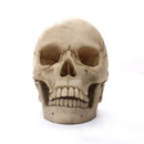 Axyaa Human Skull Statue Resin Figurine Home Decor Halloween Medical Teaching Model