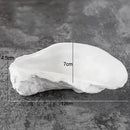 Axyaa White Ceramic Oyster Snack Dish Set