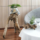 Axyaa Glass Bonsai Vase with Dead Wood Rack, Hydroponic Planting Pot for Home Decor