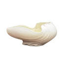 Ceramic Shell Flowerpot Vase by Axyaa - Garden & Home Decoration Essentials