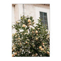Mediterranean Italy Olive Trees Canvas Painting Home Decor by Axyaa