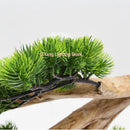 Axyaa Imitation Tree Branch Light - Nordic Postmodern Warm Light
