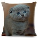 Axyaa British Shorthair Russian Blue Cat Cushion Cover - Cute Pet Animal Pillowcase