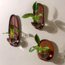 Axyaa Wall-Mounted Glass Flowerpot Vase: Home Decor Fish Tank Pendant Hydroponics Pot