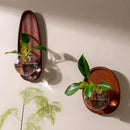 Axyaa Wall-Mounted Glass Flowerpot Vase: Home Decor Fish Tank Pendant Hydroponics Pot