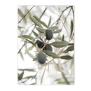 Axyaa Olive Tree Architecture Canvas Print Wall Art Posters for Living Room