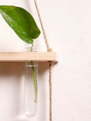 Axyaa Air Plants Wall Hanging Floating Shelf Boho Art Home Decor