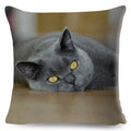 Axyaa Cat Pet Animal Cushion Cover - Cute British Shorthair Russian Blue Pillowcase