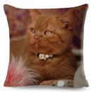 Axyaa Cat Pet Animal Cushion Cover - Cute British Shorthair Russian Blue Pillowcase