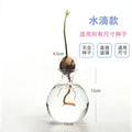 Axyaa Avocado Hydroponic Vase Seed Growing Container Pot