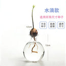 Axyaa Avocado Hydroponic Vase Seed Growing Container Pot