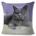 Axyaa Fold Ear Cat Pillow Covers - Set of 2 Cute Pet Pillowcases