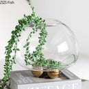 Axyaa Circular Glass Vase Hydroponics Flower Pot for Desk Decoration and Floral Arrangement