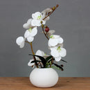 Ceramic Butterfly Orchid Vase for Home Decor Axyaa Orchid Collection