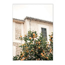 Axyaa Citrus Harvest Canvas Prints for Home Garden Interior Decor