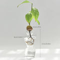 Axyaa Avocado Hydroponic Vase Seed Growing Container Pot